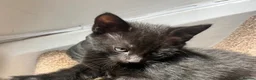 Mixed Breed cats for sale: Adorable Lap Kitten ( Mr Cookie )  in Watford - Advert 8