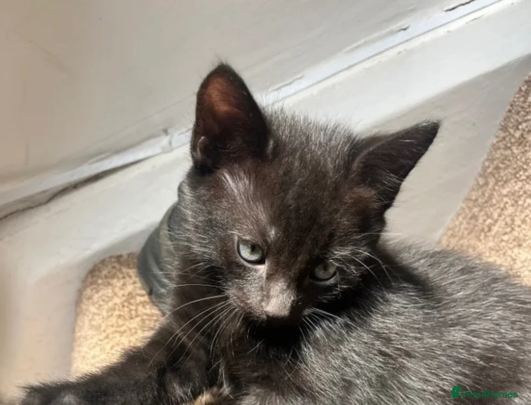 Mixed Breed cats for sale: Adorable Lap Kitten ( Mr Cookie )  in Watford - Advert 8