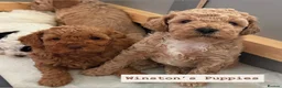 Cockapoo dogs for stud: Handsome F1 Cockapoo Stud. Proven,Healthy & Gentle in Ellesmere Port - Advert 4