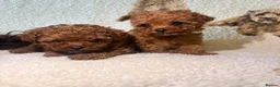 Cavapoo dogs for sale: Reduced & Ready! Tiny toy boy Cavapoos - Advert 5