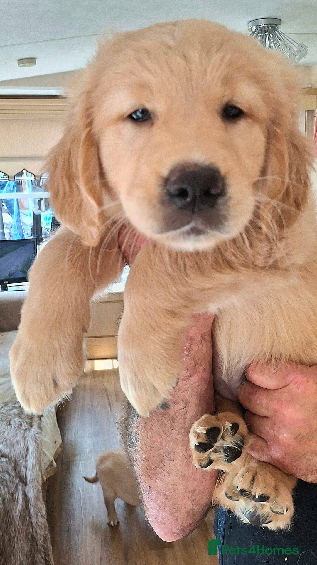 Golden Retriever dogs for sale: Golden Retreiver Puppies  - Image 6