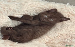 British Shorthair cats for sale: 🏆 pedigree British shorthair🏆 - Image 1