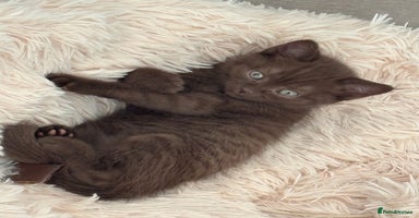 British Shorthair cats - Advert 7