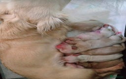 Miniature Dachshund dogs for sale: Rare Cream Gorgeous Dachshund Puppies  - Image 13