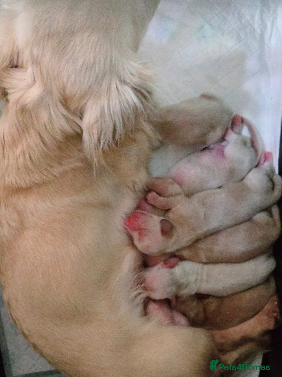 Miniature Dachshund dogs for sale: Rare Cream Gorgeous Dachshund Puppies  - Image 13