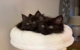 Russian Blue cats for sale: Crossed Russian Blue Girl Kitten - Image 2