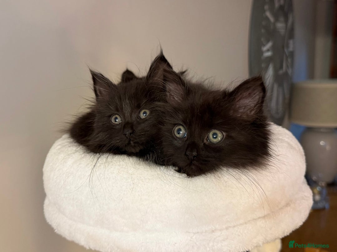 Russian Blue cats for sale: Crossed Russian Blue Girl Kitten - Image 2