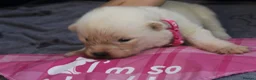 Samoyed dogs for sale: Litter of joy and fluffiness  - Advert 2