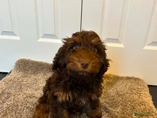 Cockapoo dogs F1 cockapoo puppies - Advert 3