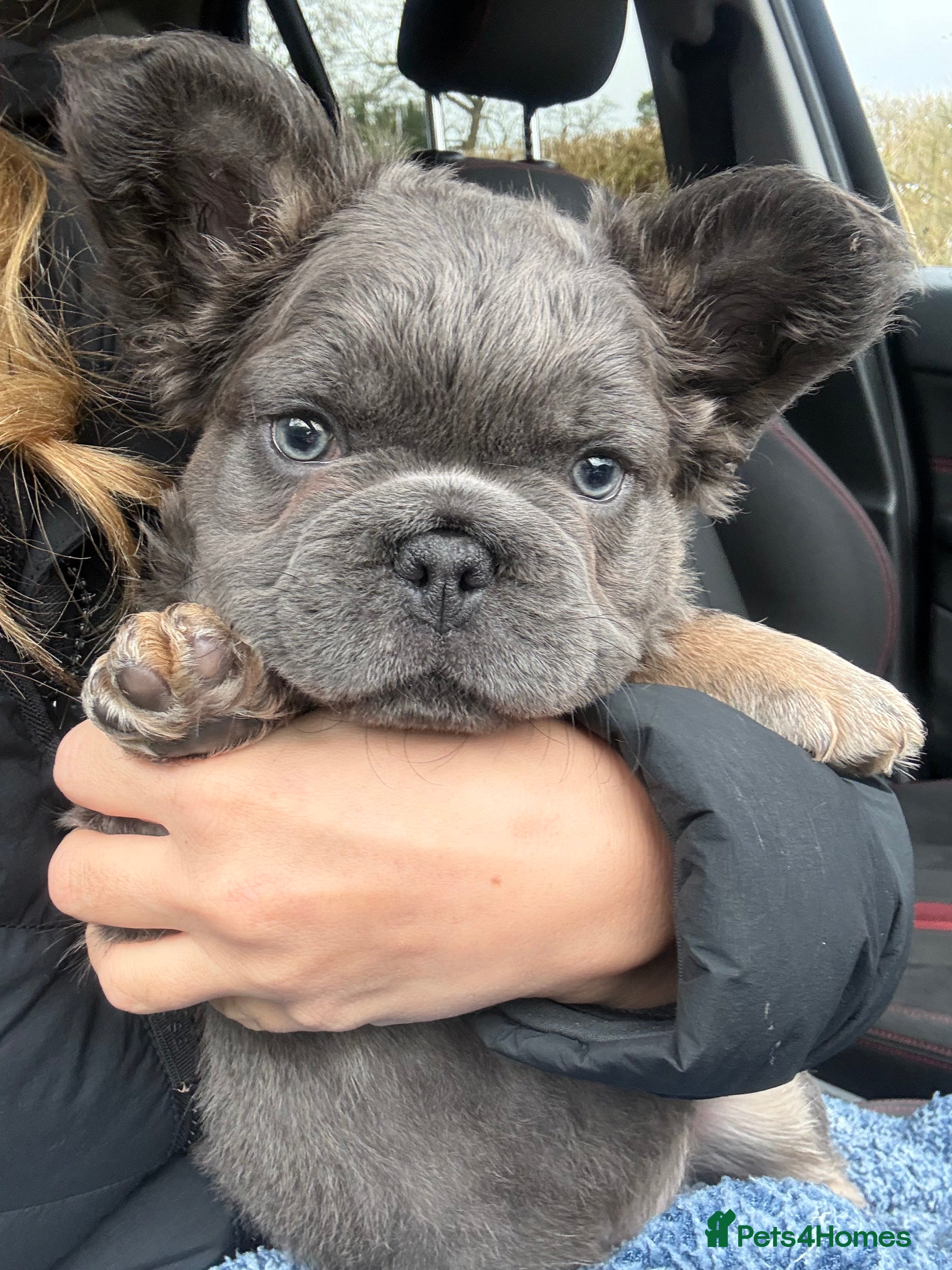 French Bulldog dogs *REDUCED* Male Blue & Tan Fluffy Frenchie - Advert 14