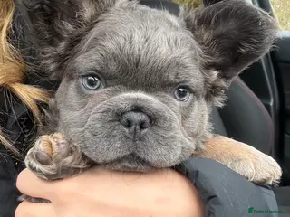French Bulldog dogs *REDUCED* Male Blue & Tan Fluffy Frenchie - Advert 14