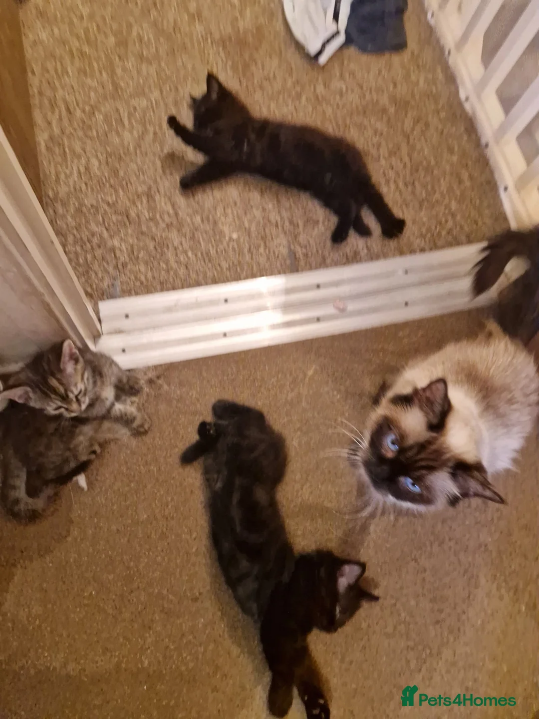 Mixed Breed cats for sale: Beautiful Half-Ragdoll Princess - Advert 5