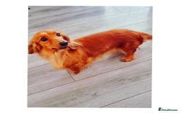 Miniature Dachshund dogs for sale: Long-haired Miniature Dachshund Puppies for Sale - Image 6