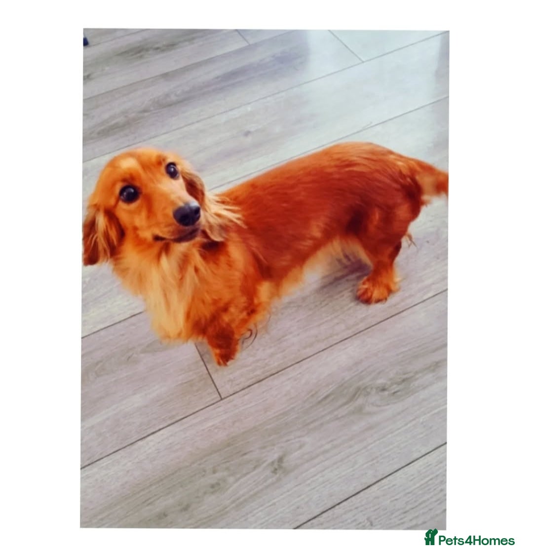 Miniature Dachshund dogs for sale: Long-haired Miniature Dachshund Puppies for Sale - Image 6