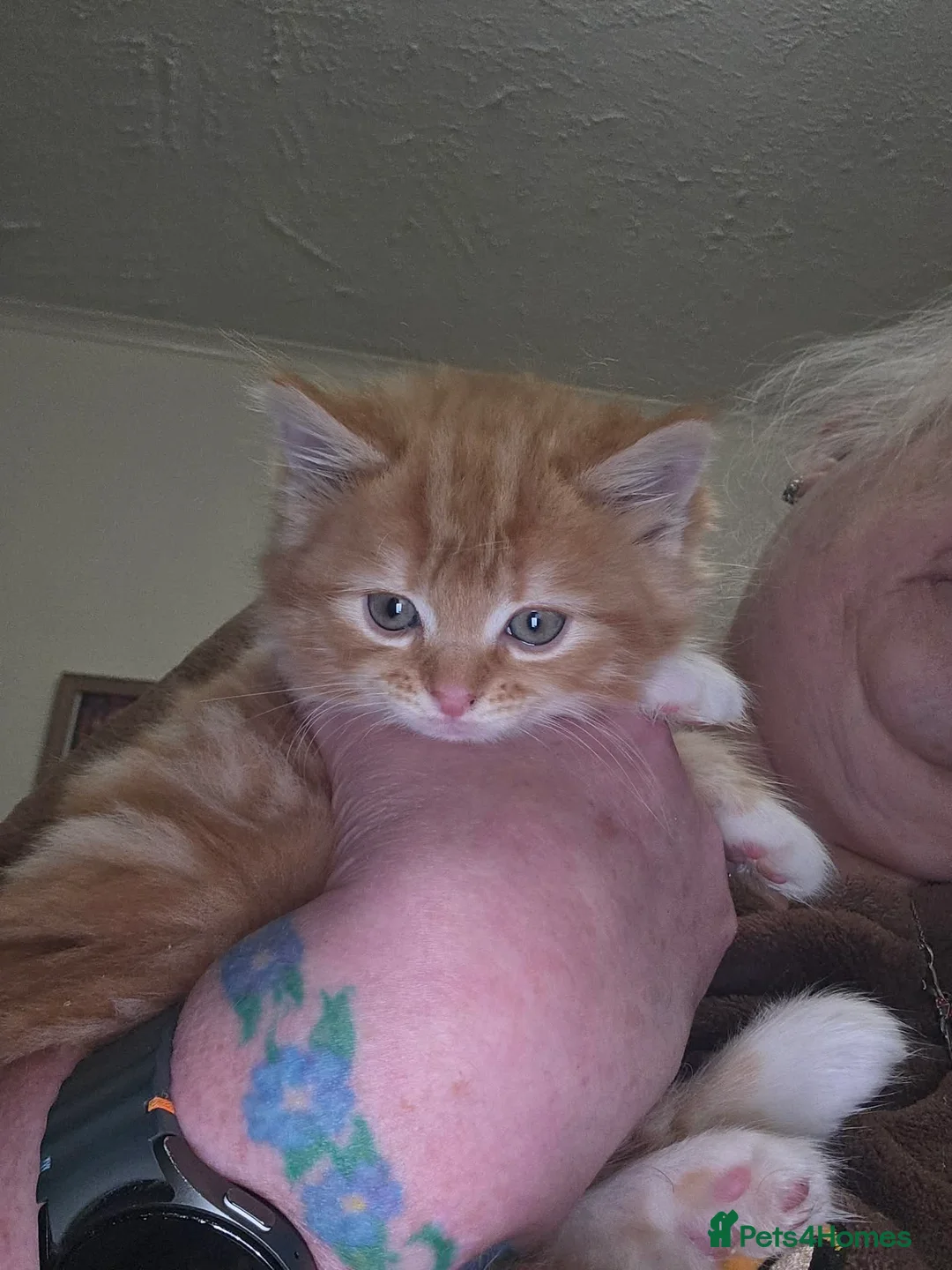 Mixed Breed cats for sale: GINGER AND WHITE FUZZ BALL - Advert 2