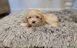 Maltipoo dogs for sale: F1b Maltipoo (Ready to leave now)   - Image 15