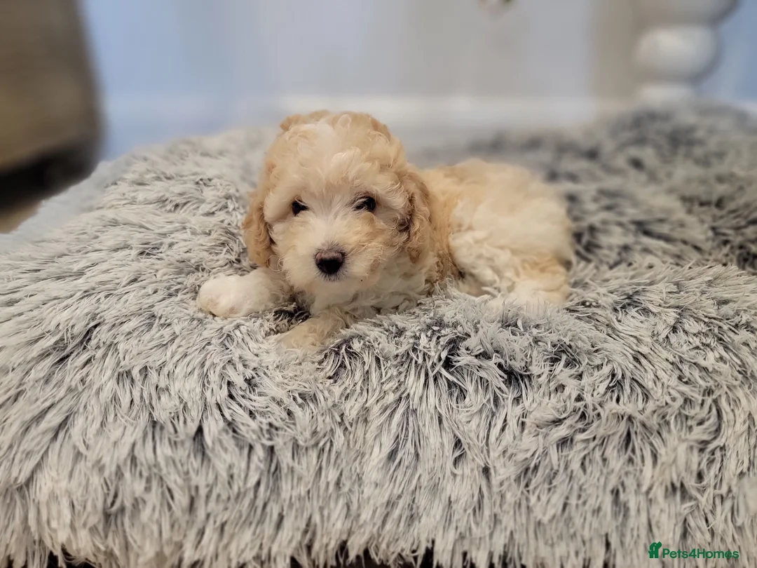 Maltipoo dogs for sale: F1b Maltipoo.   Ready to leave now  - Advert 19