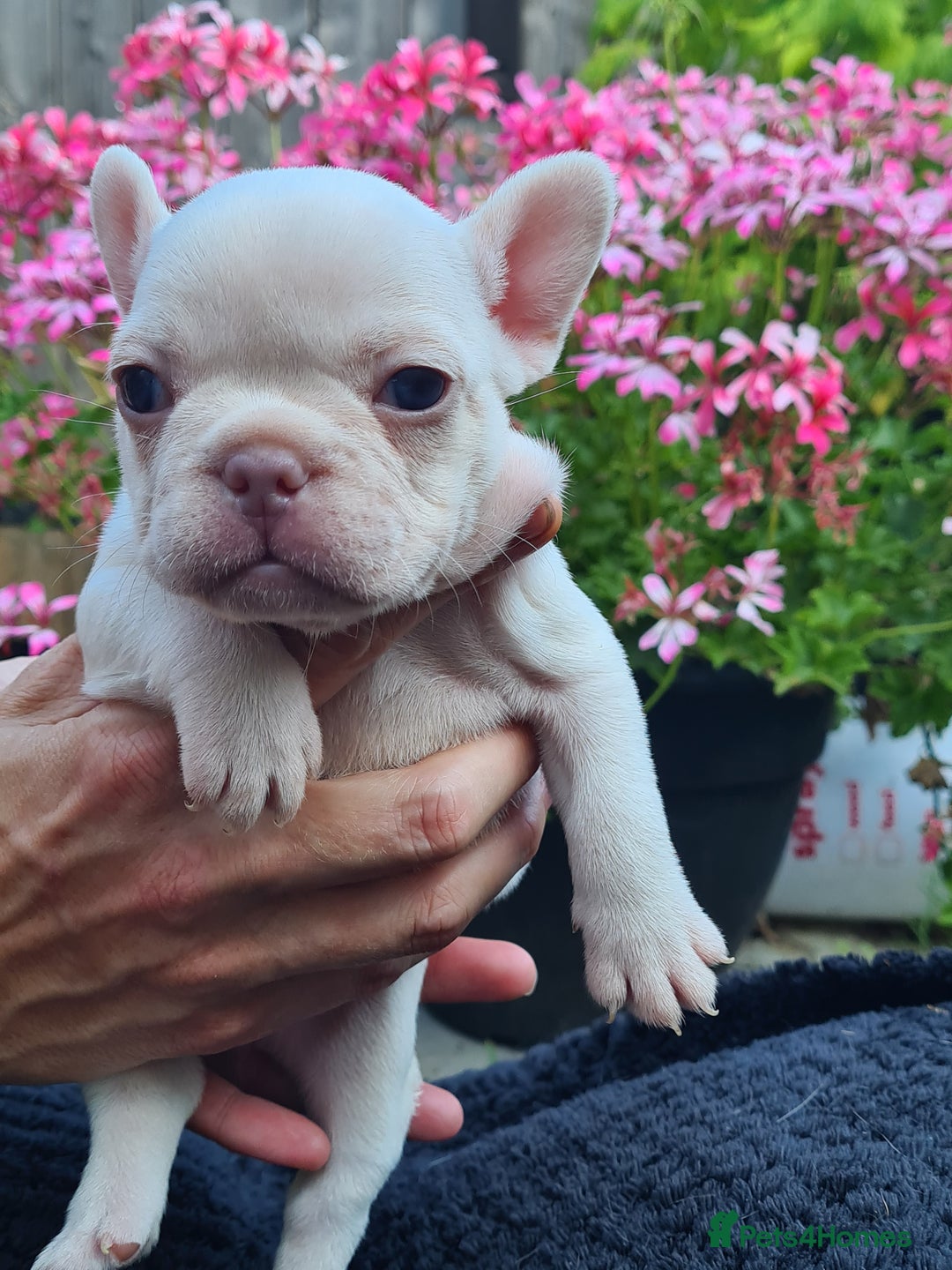 French Bulldog dogs for sale: Big Perm, fluffy and furnished frenchies  - Image 26