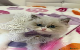 Ragdoll cats for sale: Blue eyes Blue-Bicolor kittens  - Image 7