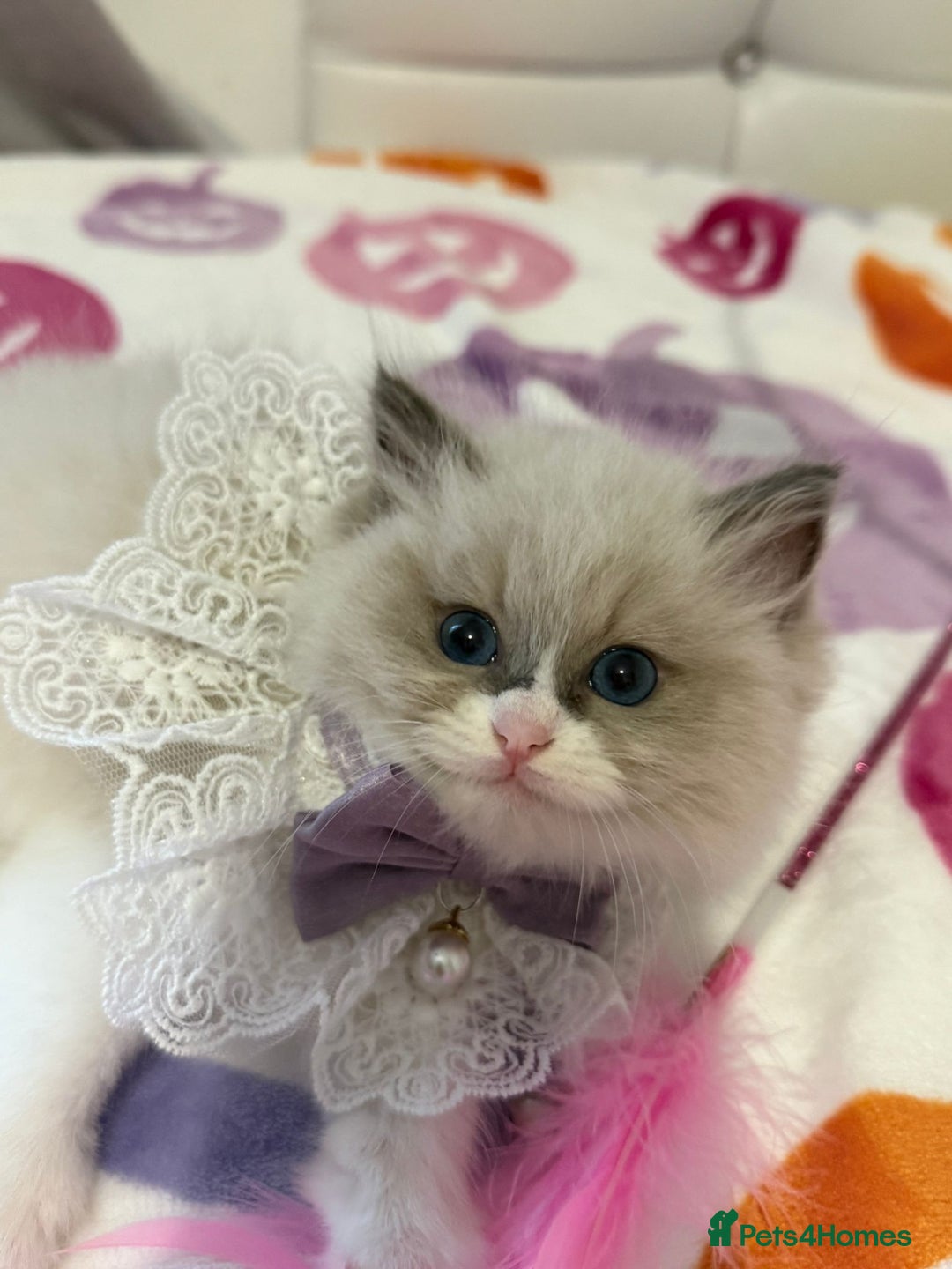 Ragdoll cats for sale: Blue eyes Blue-Bicolor kittens  - Image 7