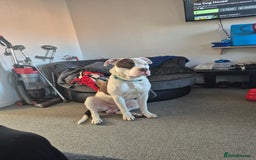 Mixed Breed dogs for sale: ACE staffy cross american bull dog - Image 7