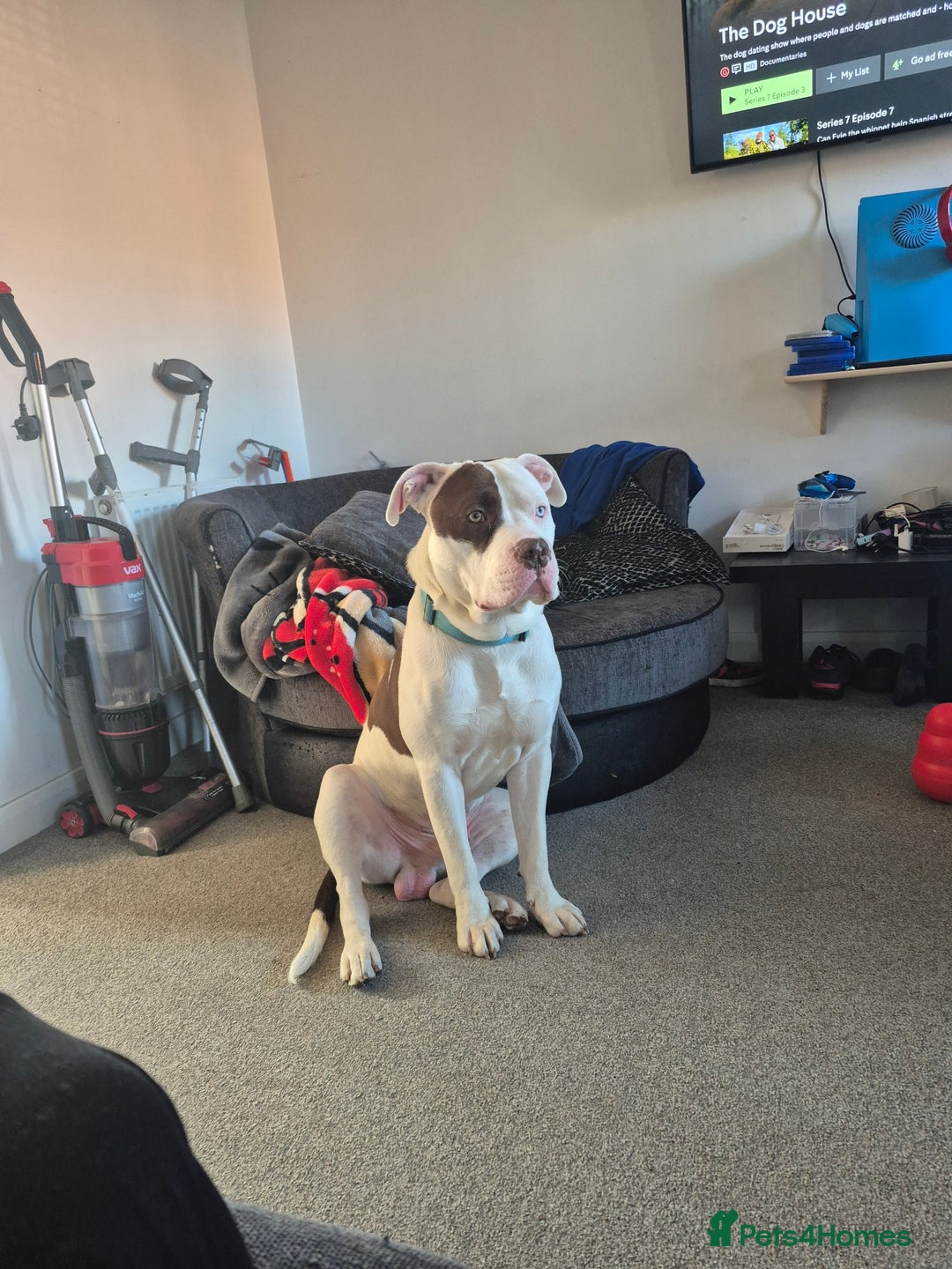 Mixed Breed dogs for sale: ACE staffy cross american bull dog - Image 7