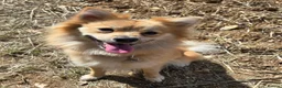 Pomeranian dogs for sale: Lovind snd cuddly Female pomeranian Age 3  in Andover - Advert 2