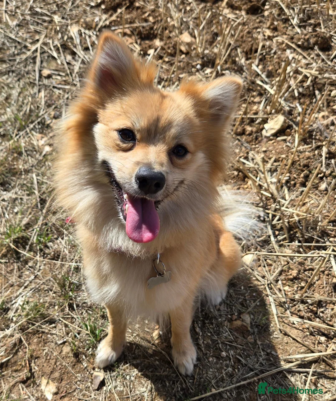 Pomeranian dogs for sale: Lovind snd cuddly Female pomeranian Age 3  in Andover - Advert 2
