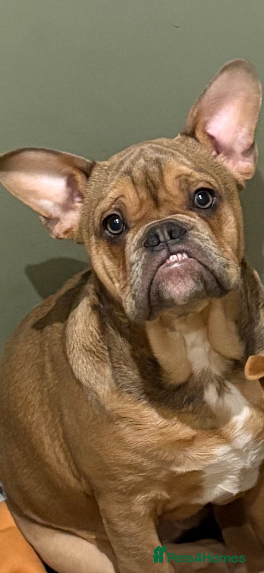 Mixed Breed dogs French bulldog mix rehome - Advert 17
