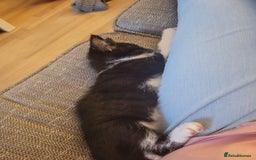 Mixed Breed cats for sale: Friendly girl - Image 8