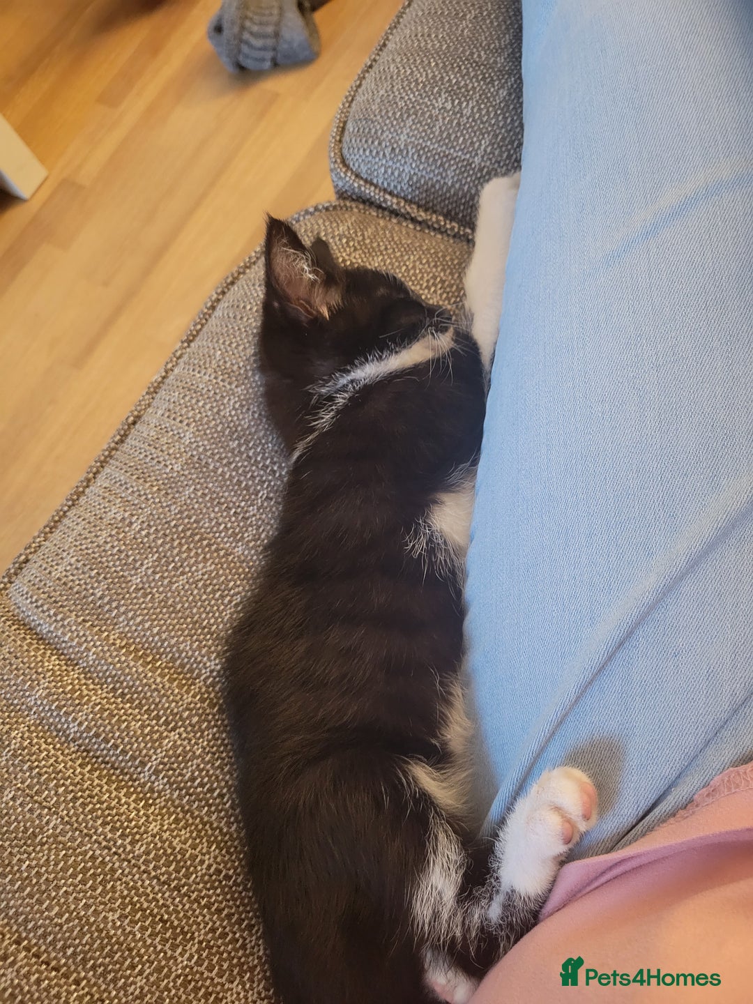 Mixed Breed cats for sale: Friendly girl - Image 8