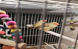 Finches birds for sale: Star finch beautifully babys - Image 5