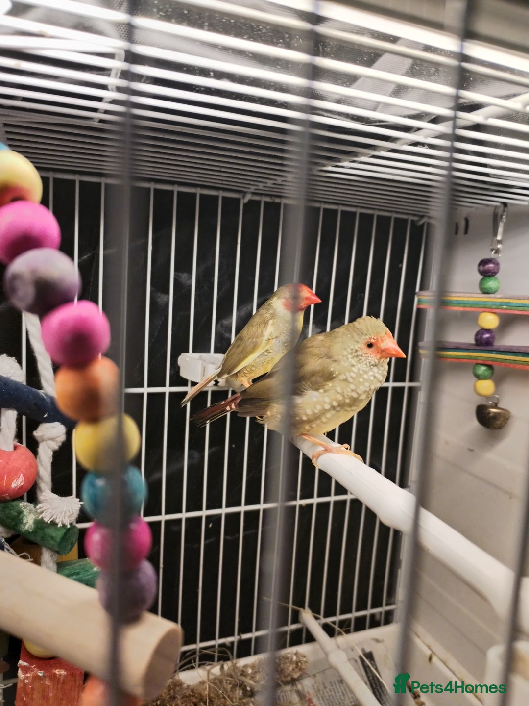 Finches birds for sale: Star finch beautifully babys - Image 5