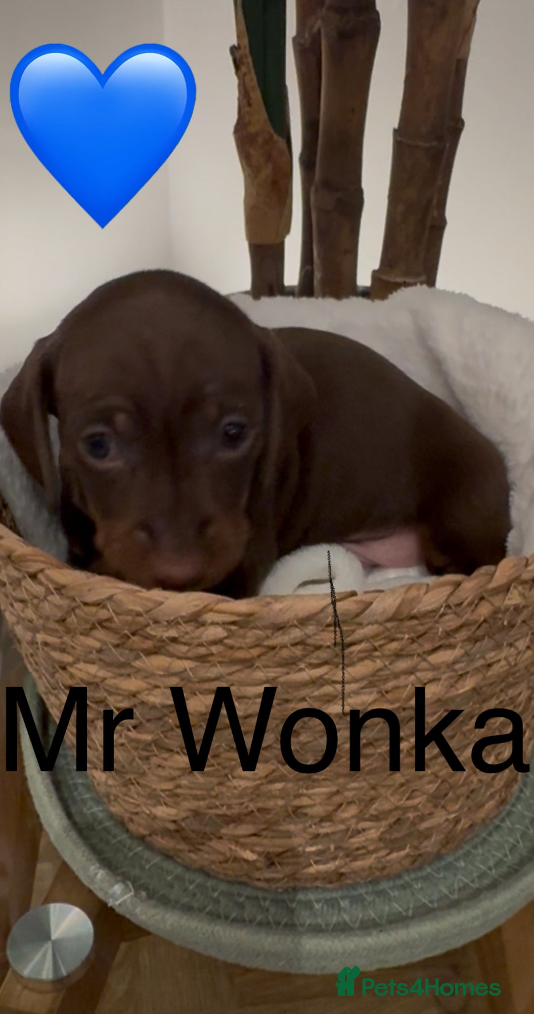 Miniature Dachshund dogs for sale: Miniature dachshund puppies  - Advert 18