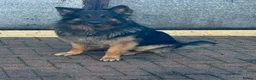 German Shepherd dogs for stud: German shepherd FOR STUD fee to be negotiated - Advert 3
