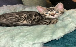 Bengal cats for sale: Bengal Cat for Sale – Playful and Independent - Image 7