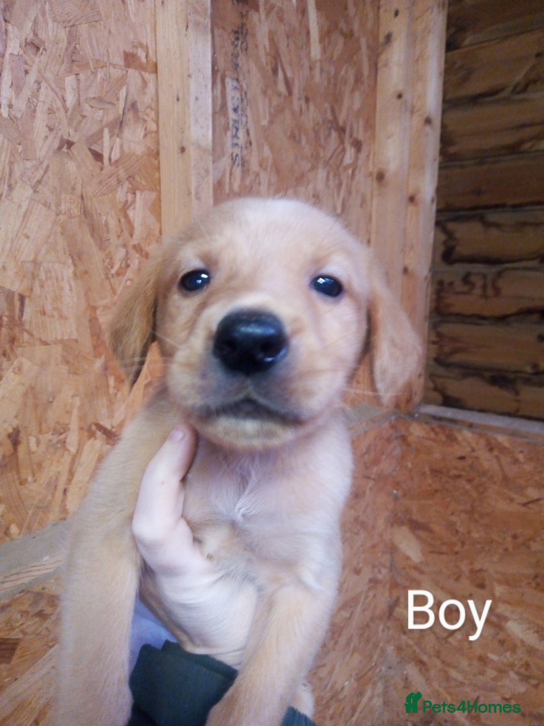 Mixed Breed dogs for sale: 9 Irish setter X lurcher pups - Image 4