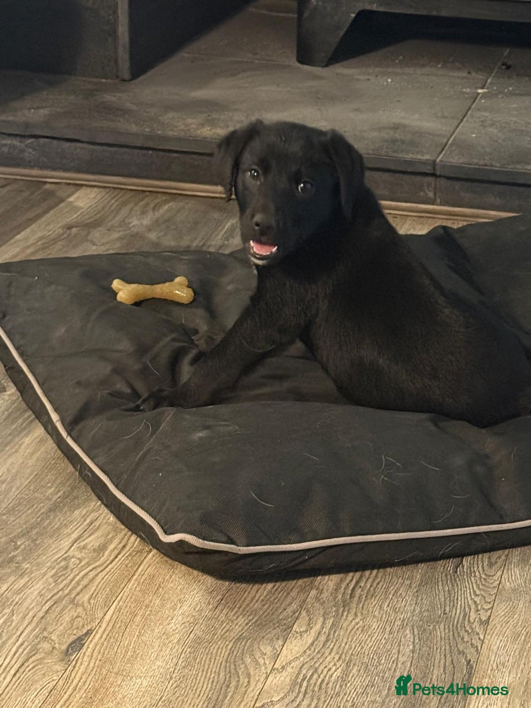 Borador dogs for sale: 1 adorable boy left ready for a good home - Advert 1