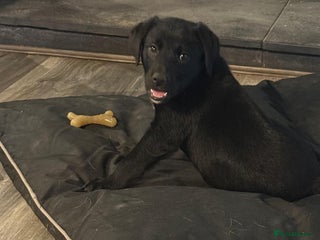 Borador dogs 1 adorable boy left ready for a good home - Advert 12