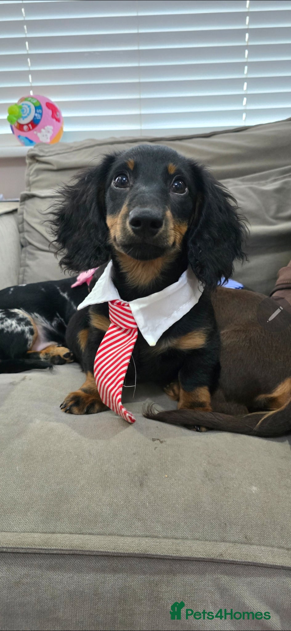Miniature Dachshund dogs PRICEDROP Miniature Dashound 5 STAR  - Advert 6