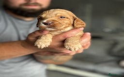 Cockapoo dogs for sale: OUTSTANDING FB1 COCKAPOOS - Image 11