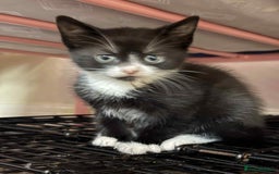Mixed Breed cats for sale: Beautiful male kitten.  - Advert 7