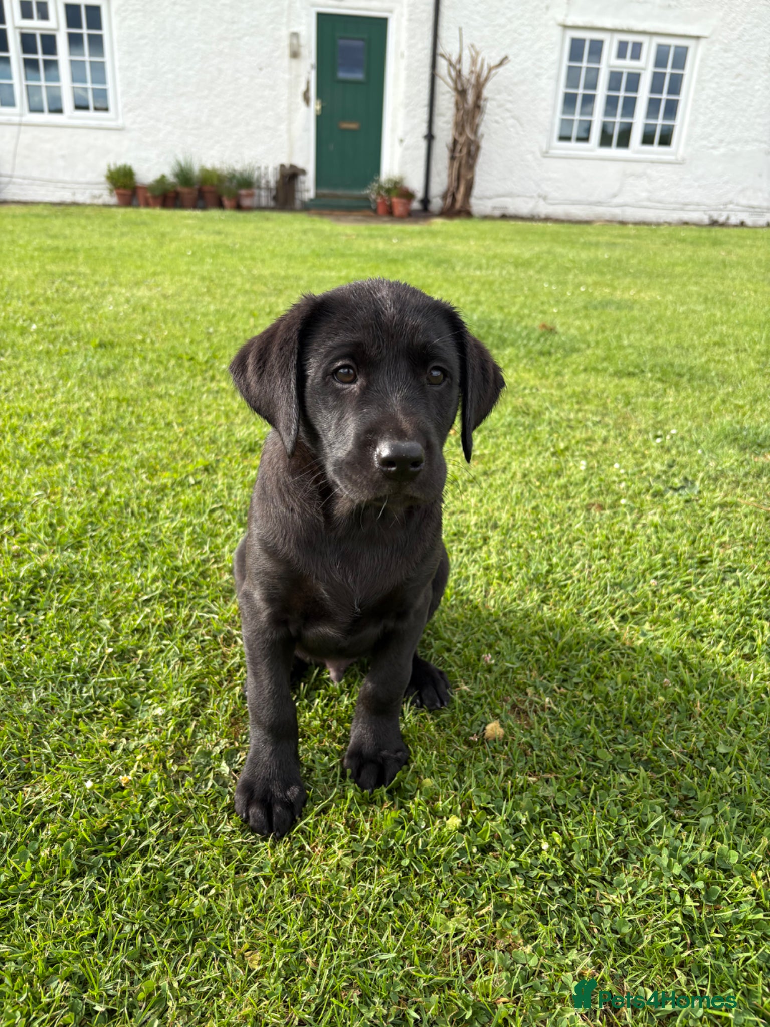 Labrador Retriever dogs for sale: KC Black Labrador Puppies - Advert 3
