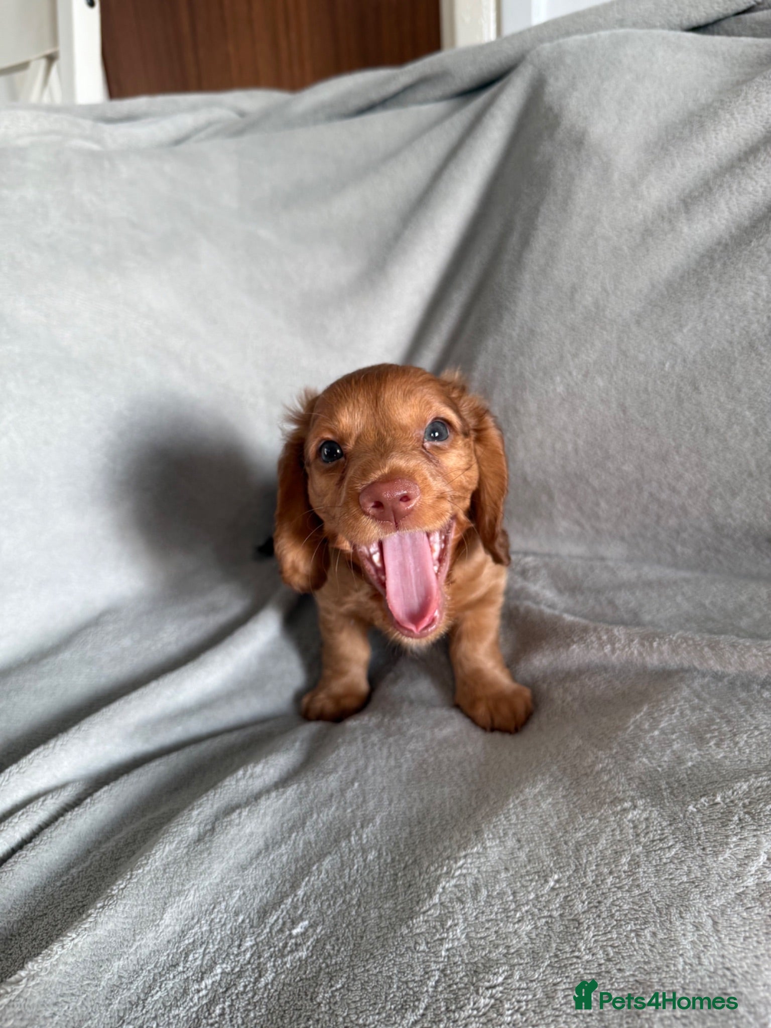Miniature Dachshund dogs Beautiful miniature dachshund  - Advert 18