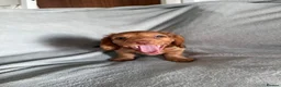 Miniature Dachshund dogs for sale: READY TO LEAVE!!! - Advert 7