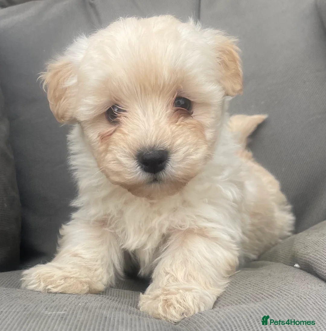 Westiepoo dogs for sale: BEAUTIFUL WESTIEPOO PUPPIES  - Advert 1