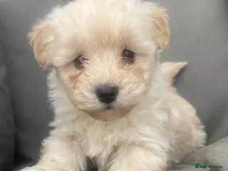 Westiepoo dogs BEAUTIFUL WESTIEPOO PUPPIES - Advert 3