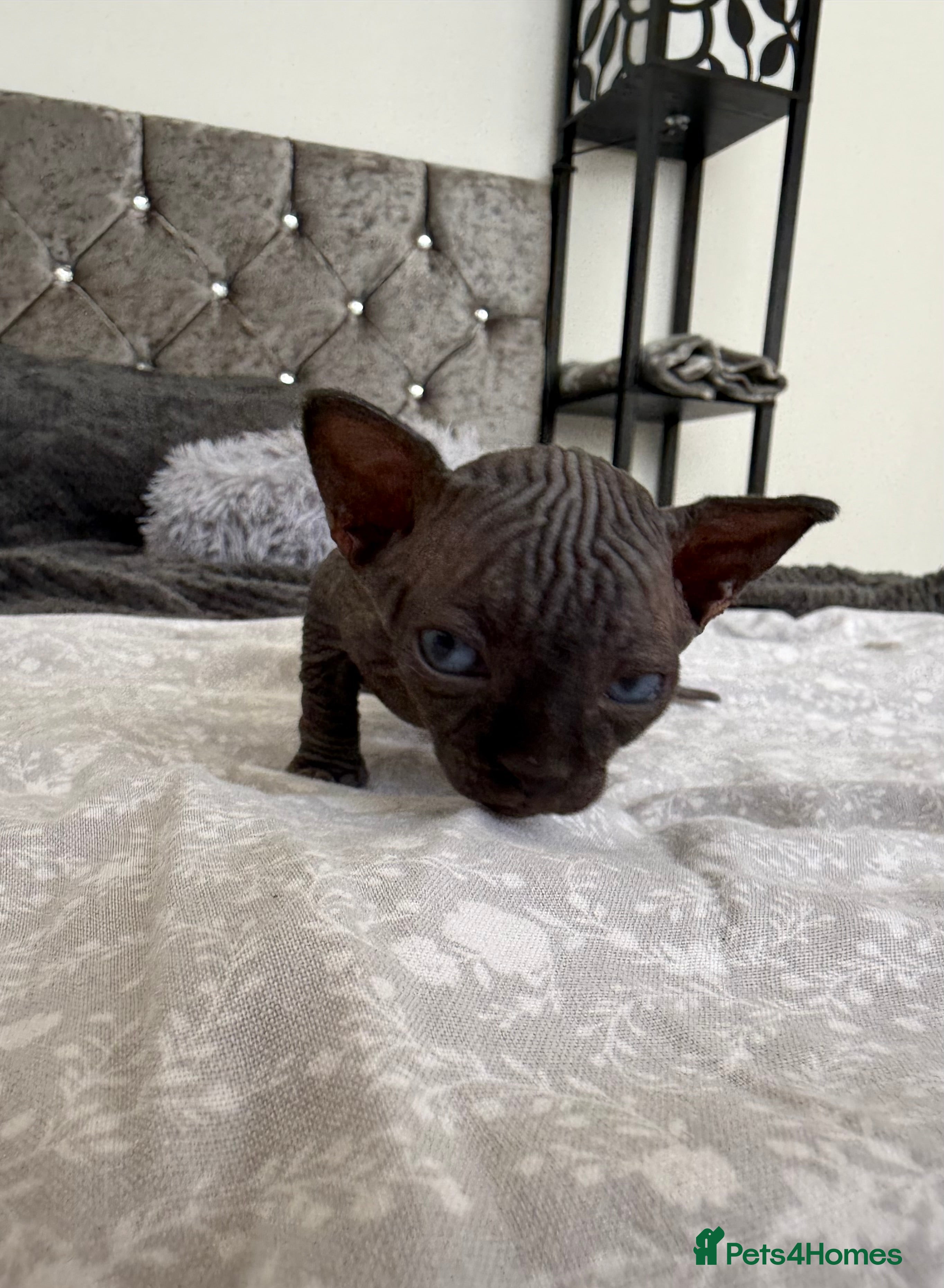 Sphynx cats TICA REGISTERED Sphynx Kittens for Sale - Advert 3