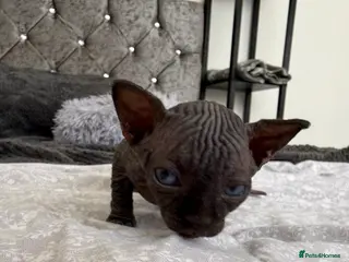 Sphynx cats TICA REGISTERED Sphynx Kittens for Sale - Advert 3