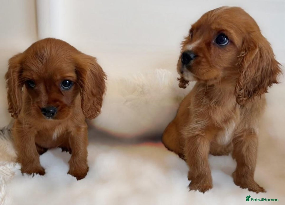 Cavalier King Charles Spaniel dogs for sale: 8 beautiful King Charles Cavalier spaniel puppies - Advert 13